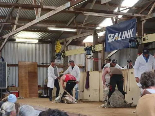 95后打工游遍澳洲 每日工廠11小時(shí)，換來看更遠(yuǎn)的世界